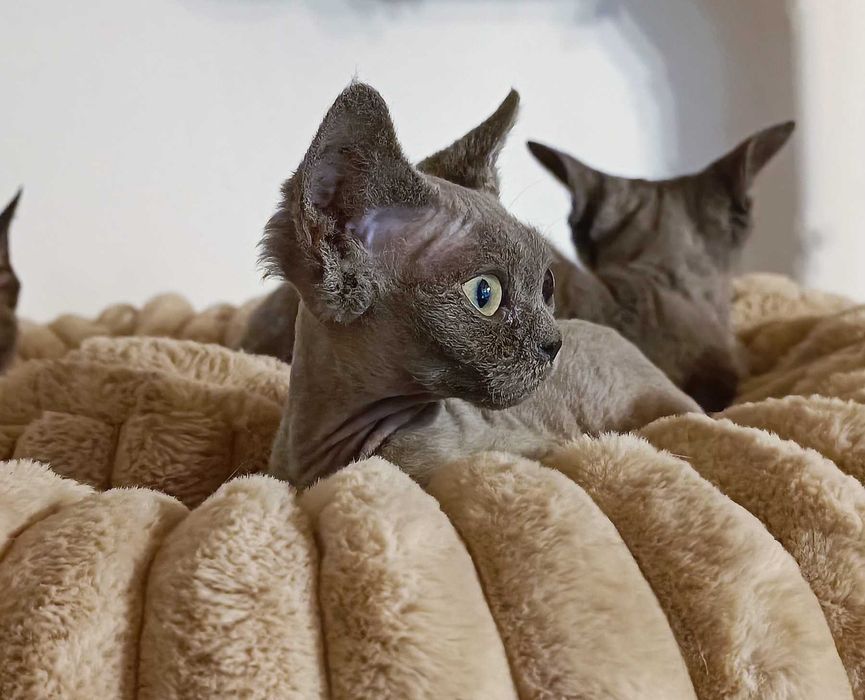 Kotka Devon rex niebieska