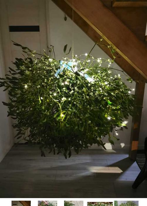 Jemioła Pospolita duża kula