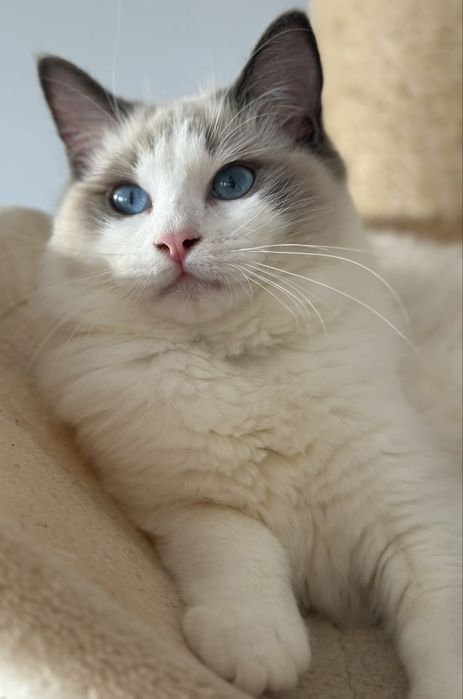 Kotka Ragdoll blue bicolor FPL