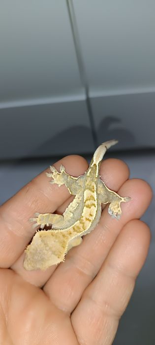 Gekon Orzęsiony młodziak