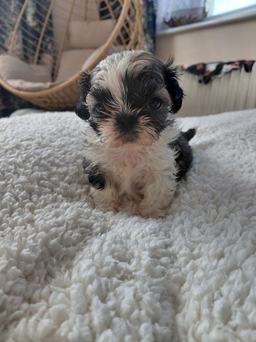 Shih tzu śliczna mini dziewczynka
