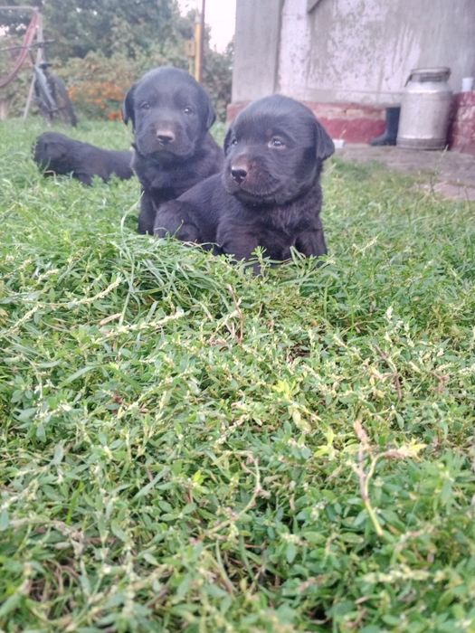 Продам чистокровних Лабрадорів