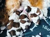 Shih tzu tricolor mamy szczeniaczki rodowód chip umowa wyprawka