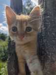 Рыжий котёнок девочка