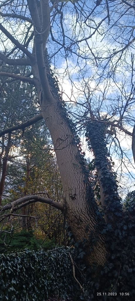 Drzewo Orzech Wloski