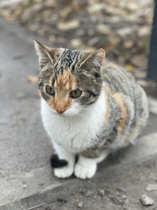 Кошеня (кішка) в хороші руки