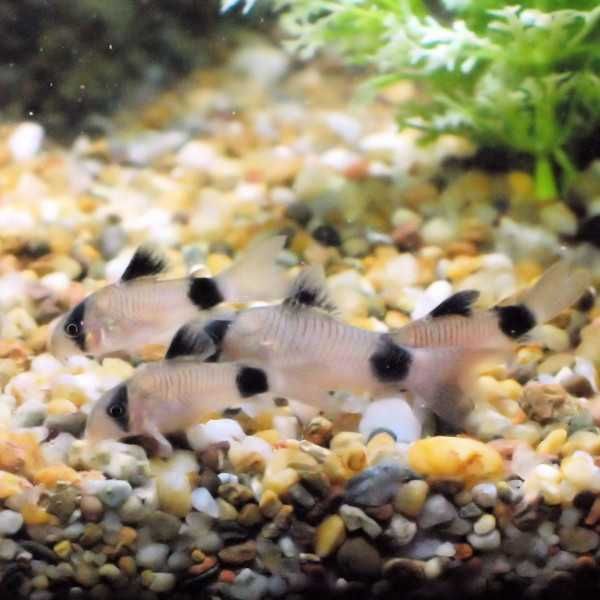 Peixe - Corydora Panda