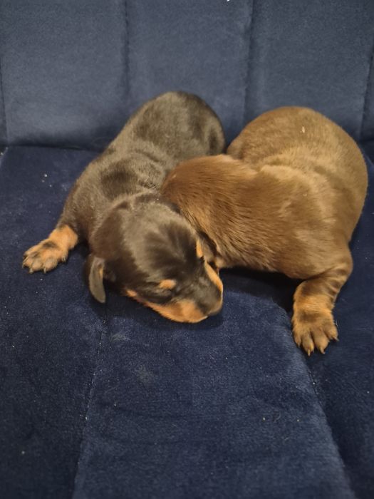 Jamnik krótkowłosy po miniaturce z rodowodem