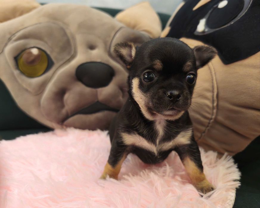 Dziewczynka chihuahua