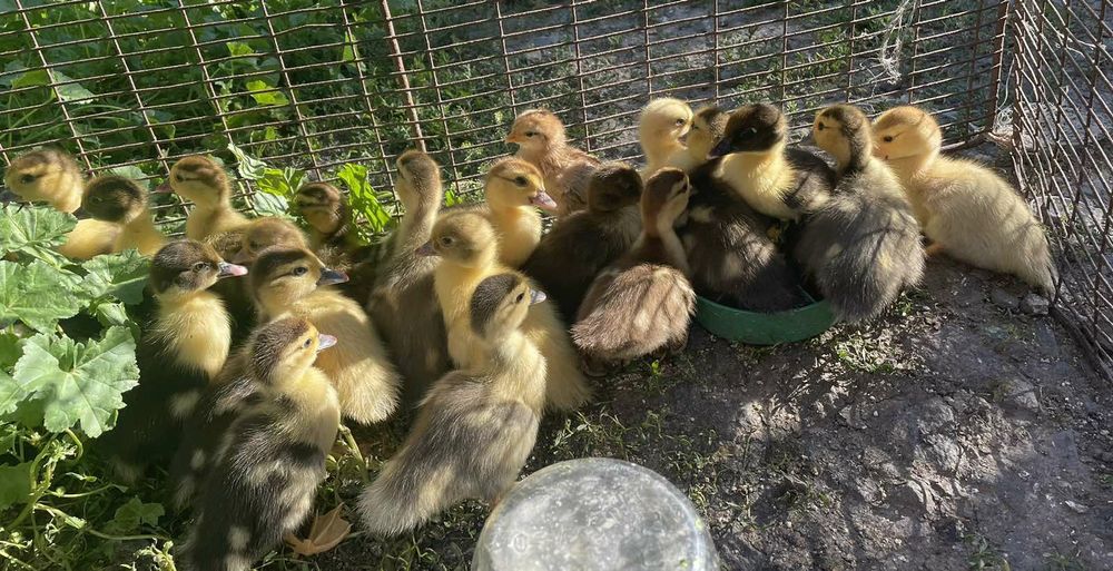 Продам  індокаченят шипунів