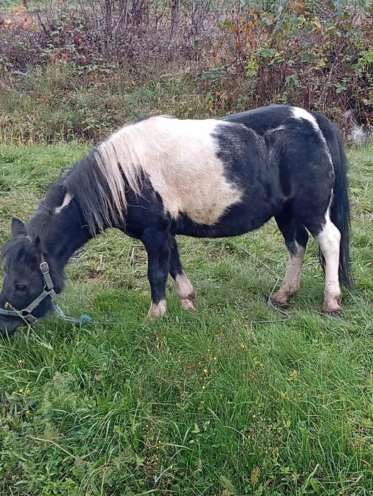 Piękną klacz kucyk