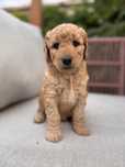 Goldendoodle suczka F1b - śliczna dziewczynka