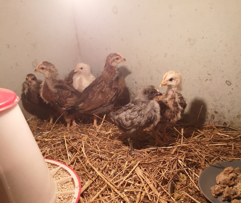 Kurczęta, kurki, kogutki