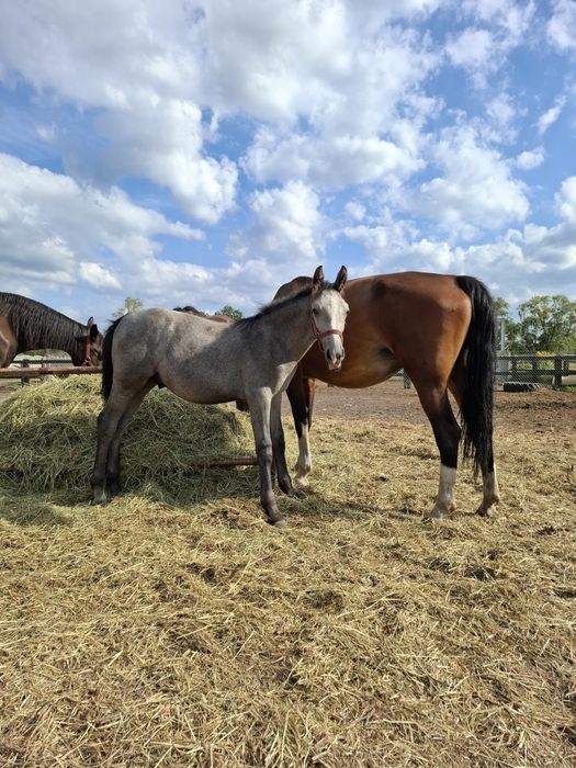 Sprzedam ogierka odsadka rasy sp