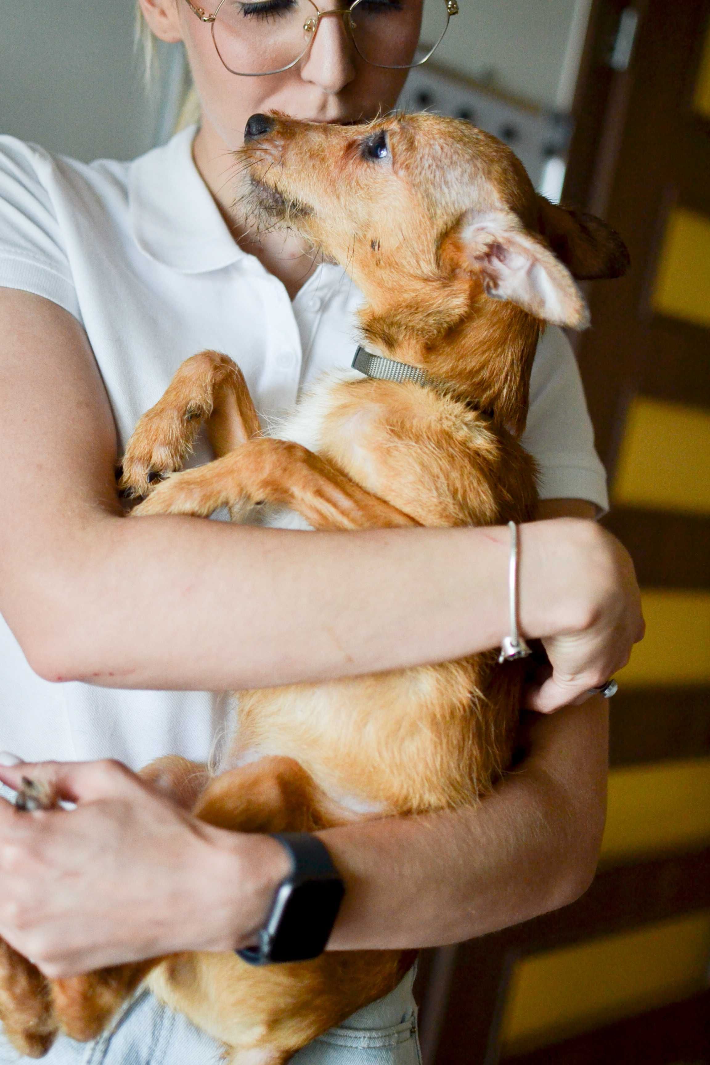 Kizo - 3 miesięczny, energiczny szczeniak do adopcji!