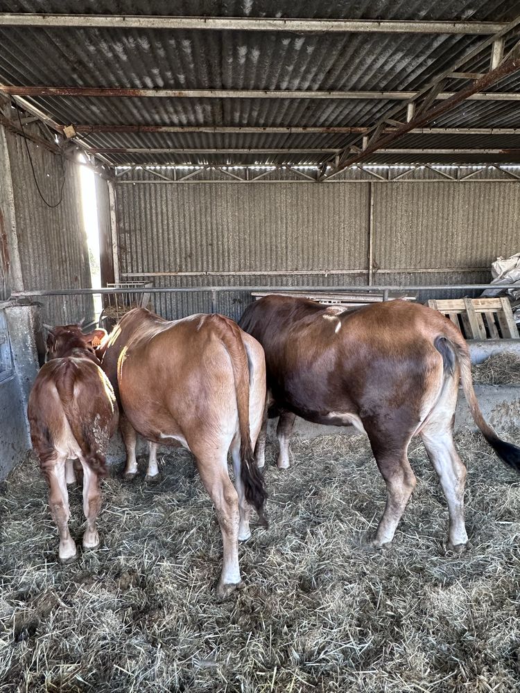Vacas barrosas puras