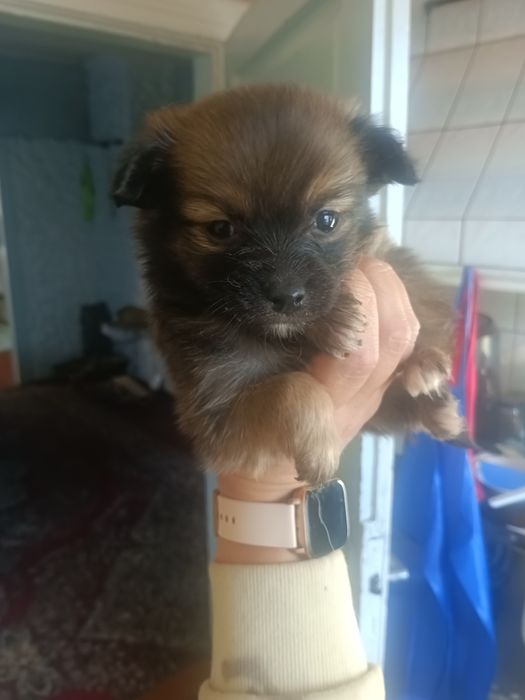 Щенята чіахуа віддам в добрі руки