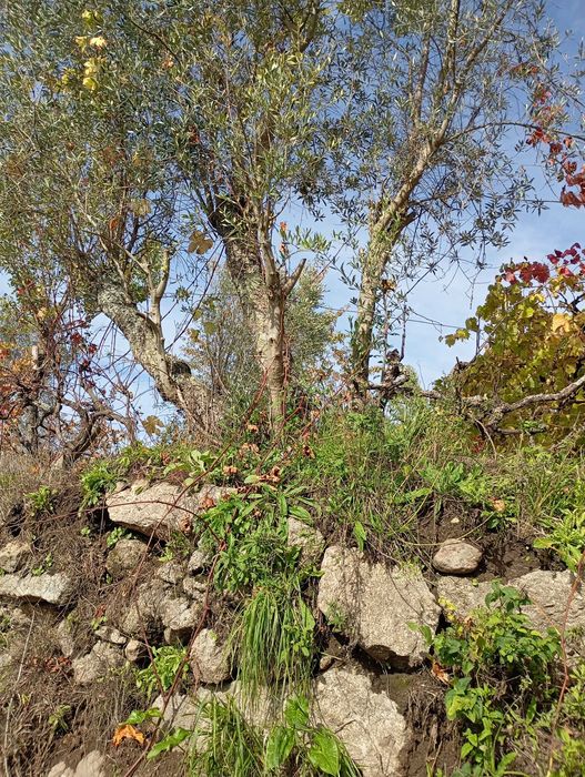 Oliveiras para jardim