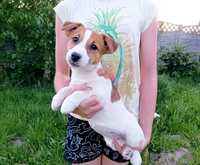 Jack Russell Terrier gładkowłosy ZKwP FCI