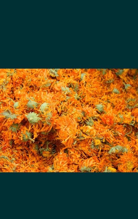 Квіти календули лікарської, сушені, нагідки