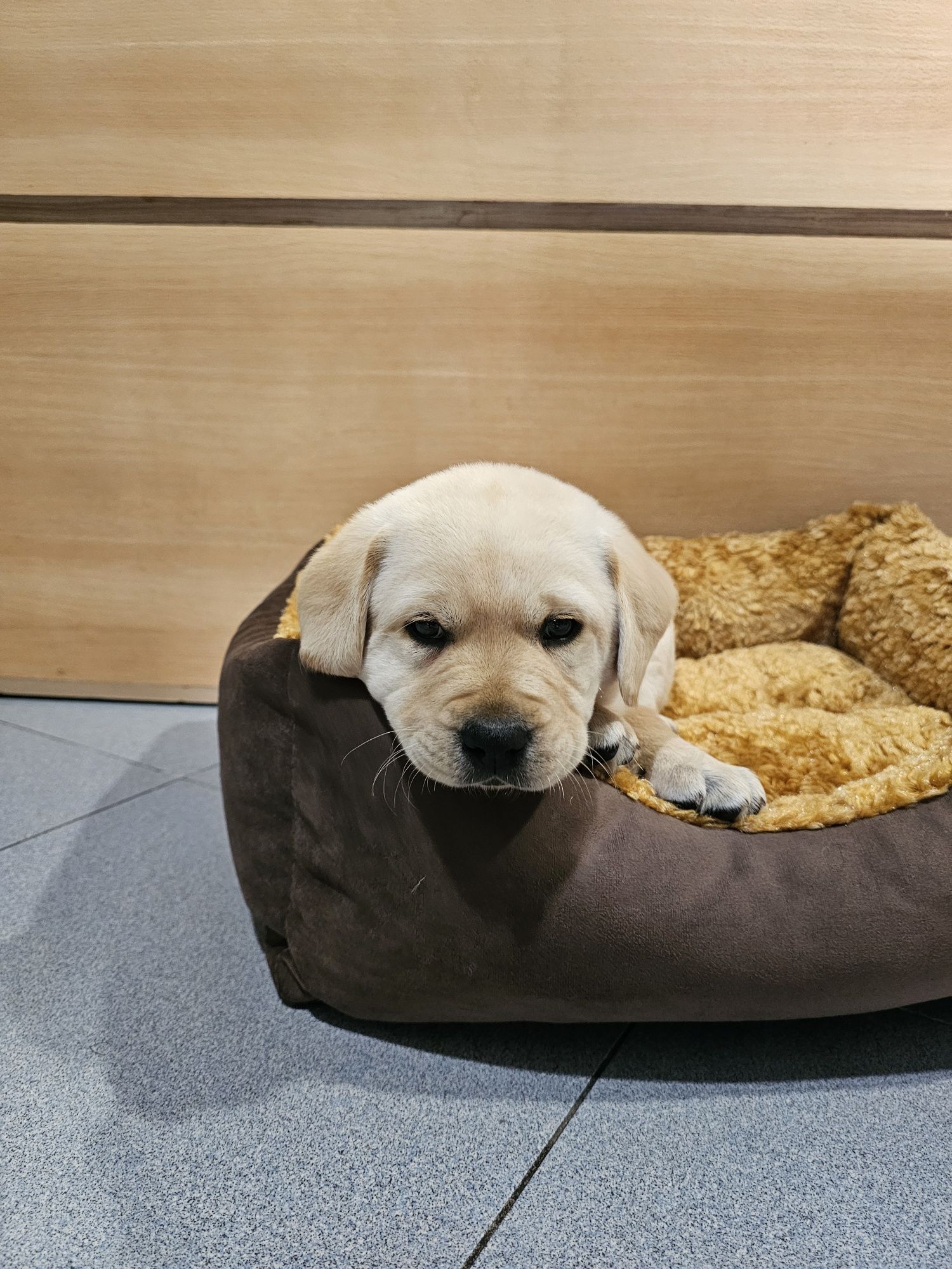 Labrador fêmea pura