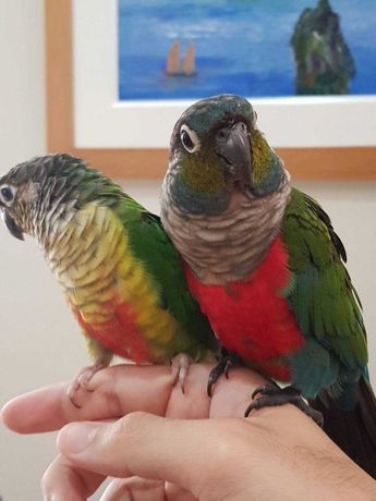 Попугай пиррура птенцы ручные , говорящие попугаи