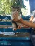 Хлопчик котеня 1,5 місяці