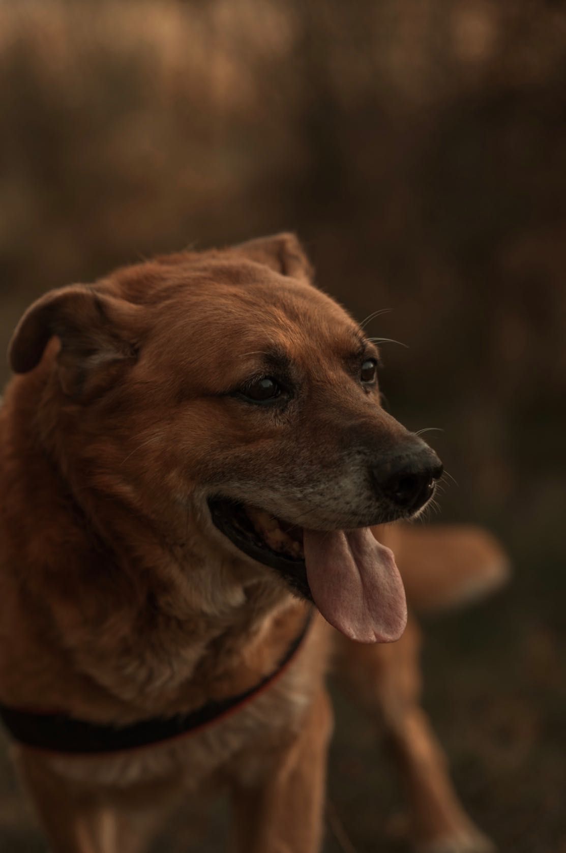 Rudi - mądry, kochany pies do adopcji