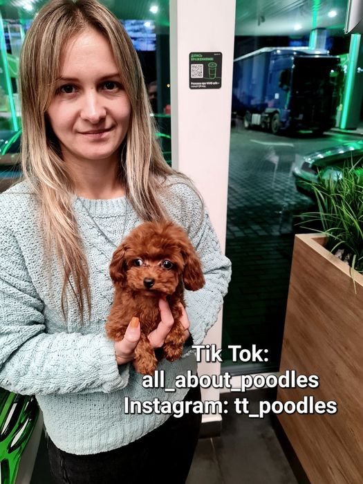 Екстра міні тікапна дівчинка, 6 місяців, без нюансів