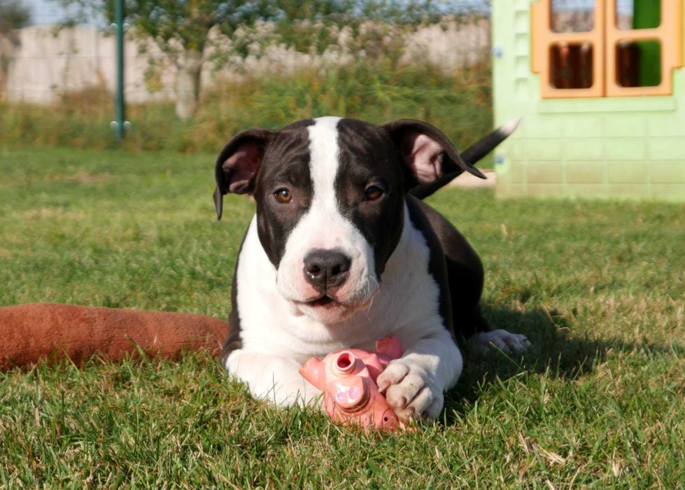 American Staffordshire Terrier ZKwP Amstaff FCI czarna suczka WALKIRIA