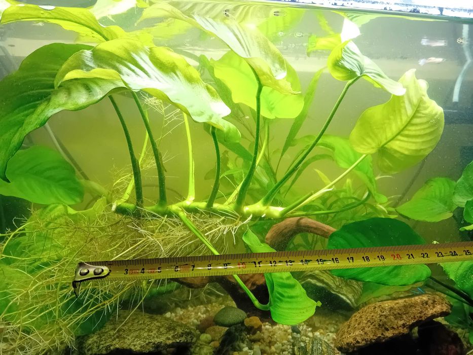 Sprzedam piękny okaz Anubiasa