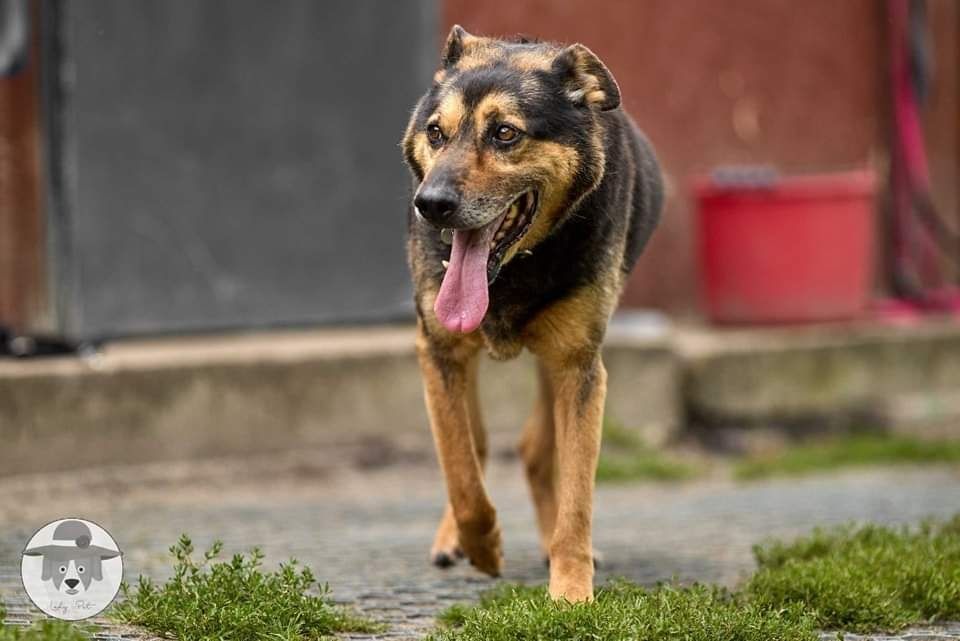 Klusek szuka domu na ostatnie lata życia