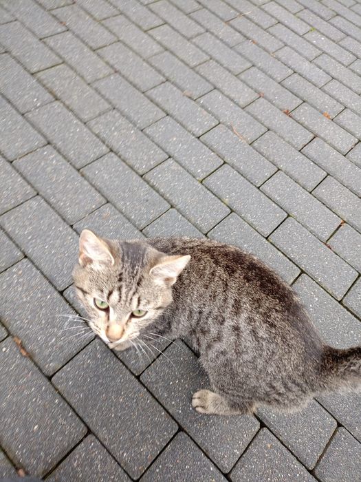 Kotki małe  do oddania