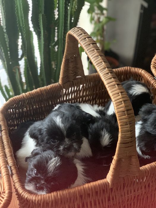 Pieski Shih Tzu o barwie Bicolor
