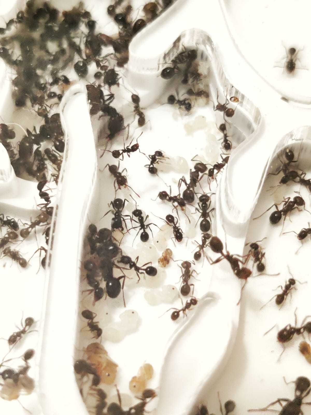 Quinta de formigas completa - vermelha e branca