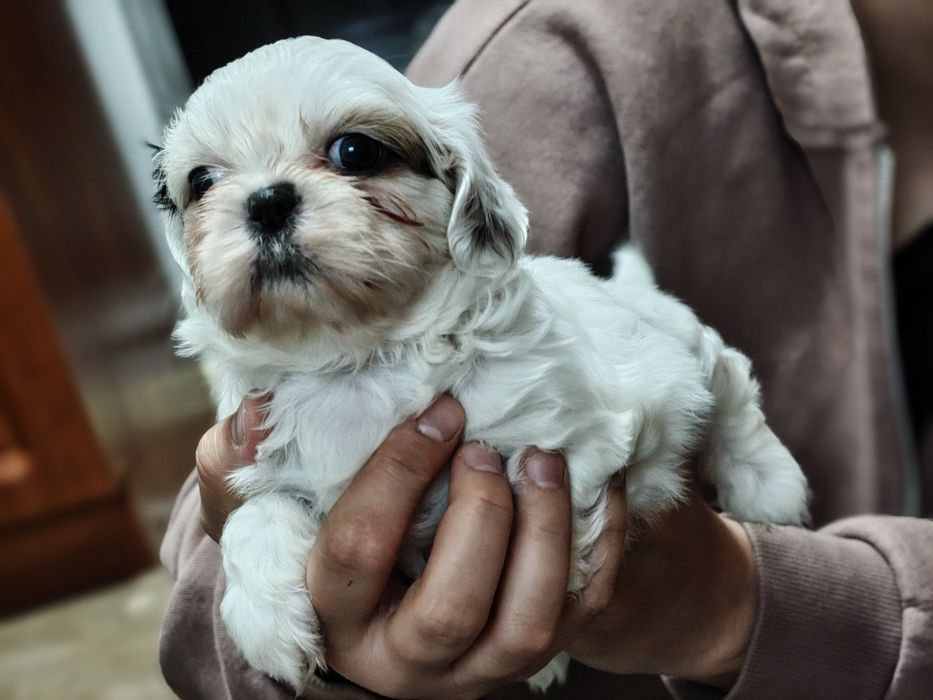 Piękny Shih Tzu z rodowodem