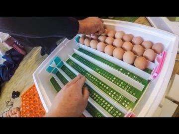 Инкубатор бытовой МИ-30 с электронным / мембранным терморегулятором пр