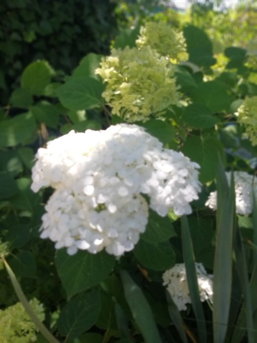 Гортензія деревовидна Анабель