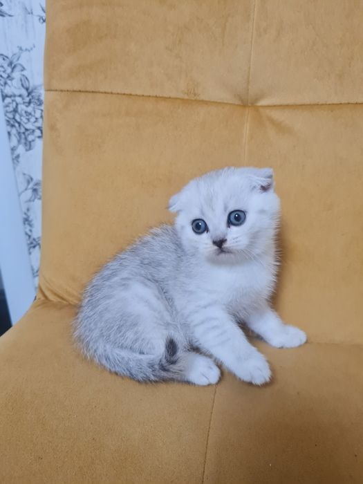 Вислоухий котёнок серебристая шиншилла мальчик, шотландский котёнок