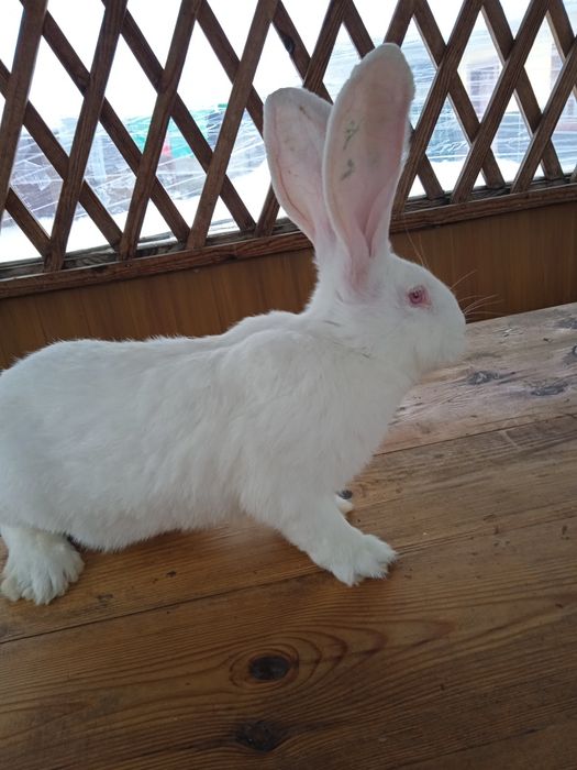 Бельгійський велетень білого і жовтого окрасу