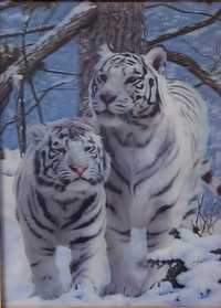 Obraz 3D Dwa białe tygrysy 40x30