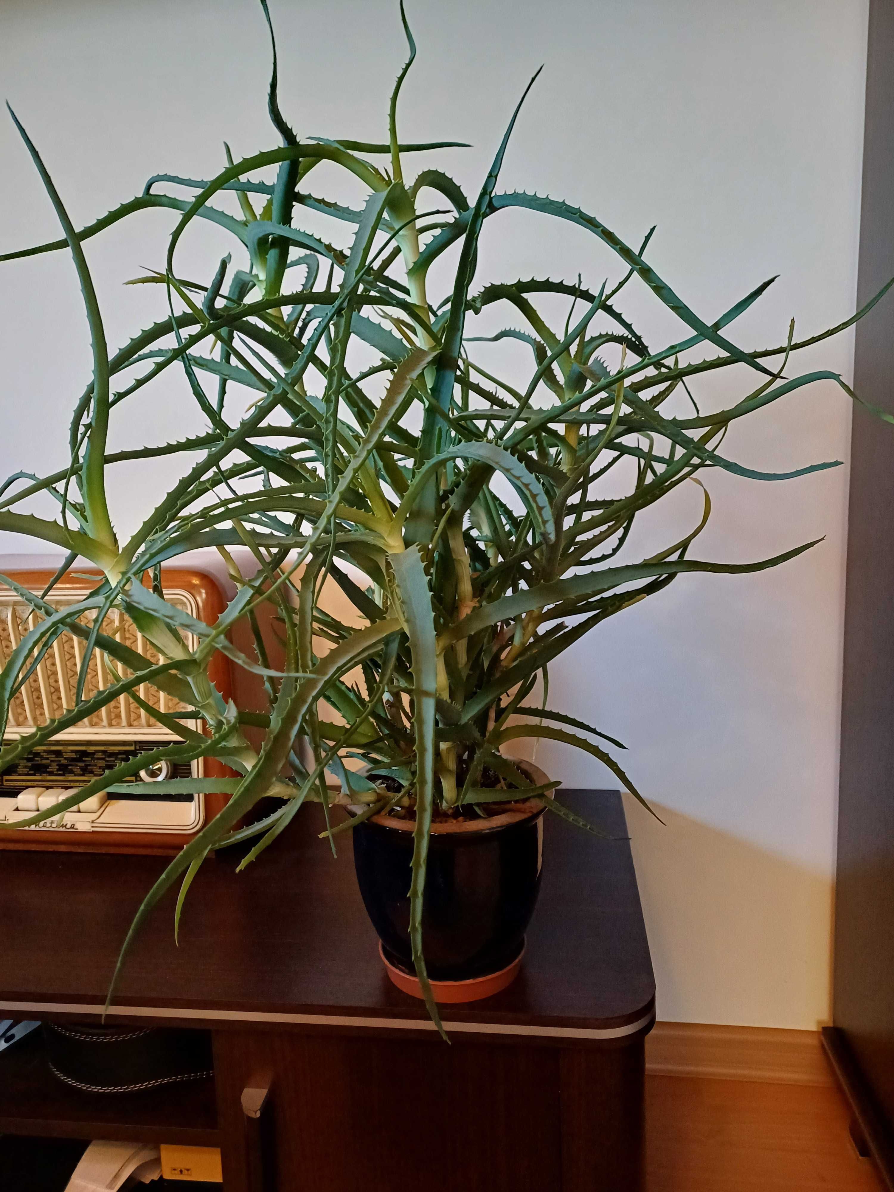 Aloes drzewiasty