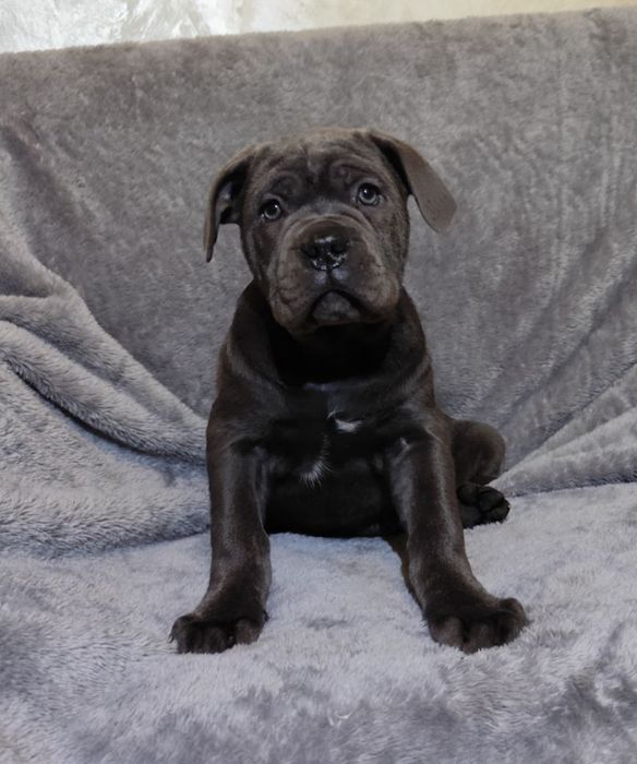 Блакитний красень кане корсо