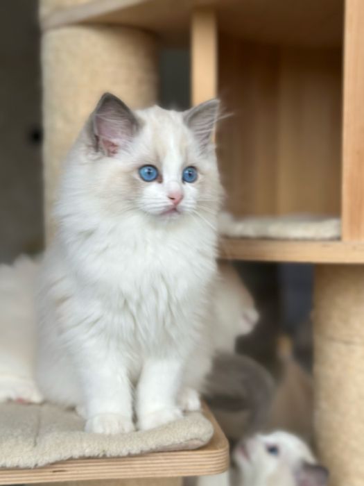 Piękna kotka ragdoll rodowód FPL