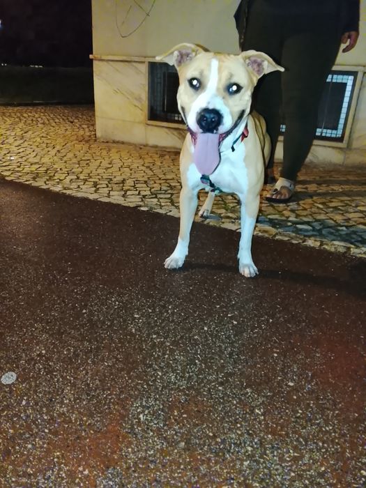 Pitbull fêmea para adoção