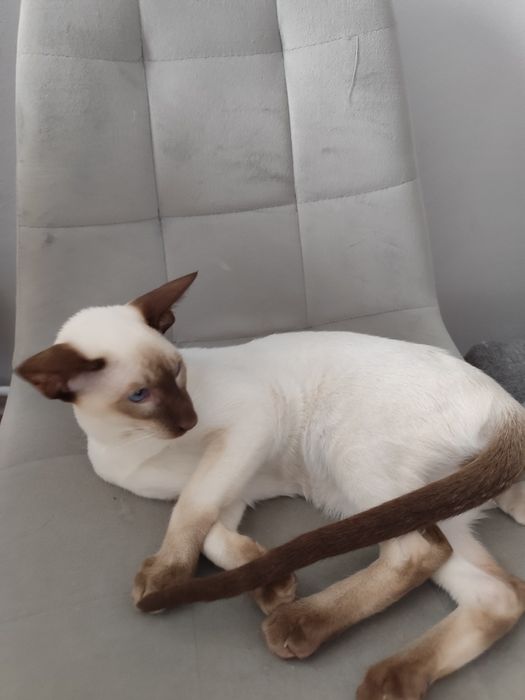 Kocurek orientalny syjamski rodowód Fpl