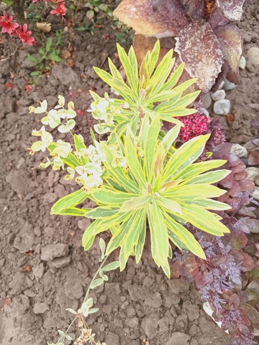 Продам   керрию,котовник,кариоптерис,молочай ,очиток