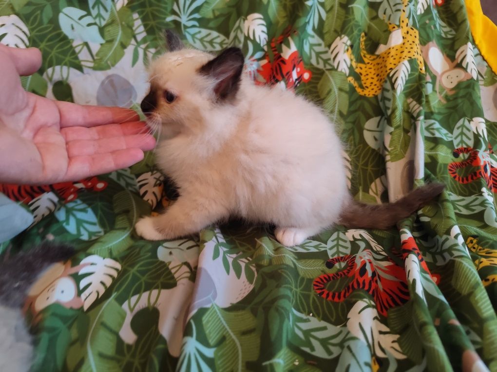Ragdoll kocur seal point