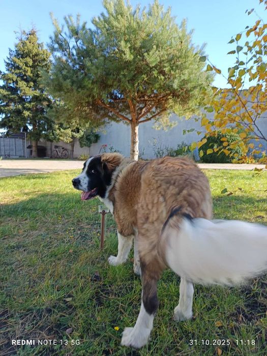 Moskiewski pies strozujacy szczeniak