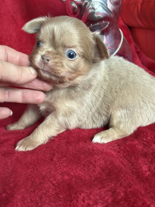 **Malutki rudzielaszek**